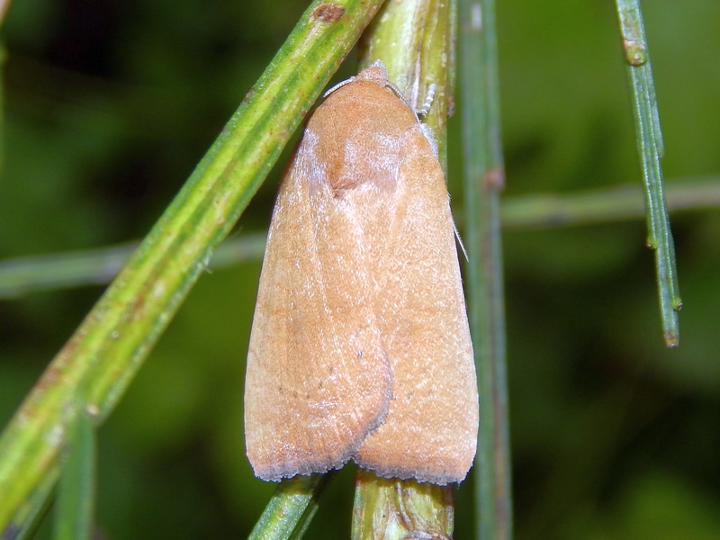 Noctuidae da ID2